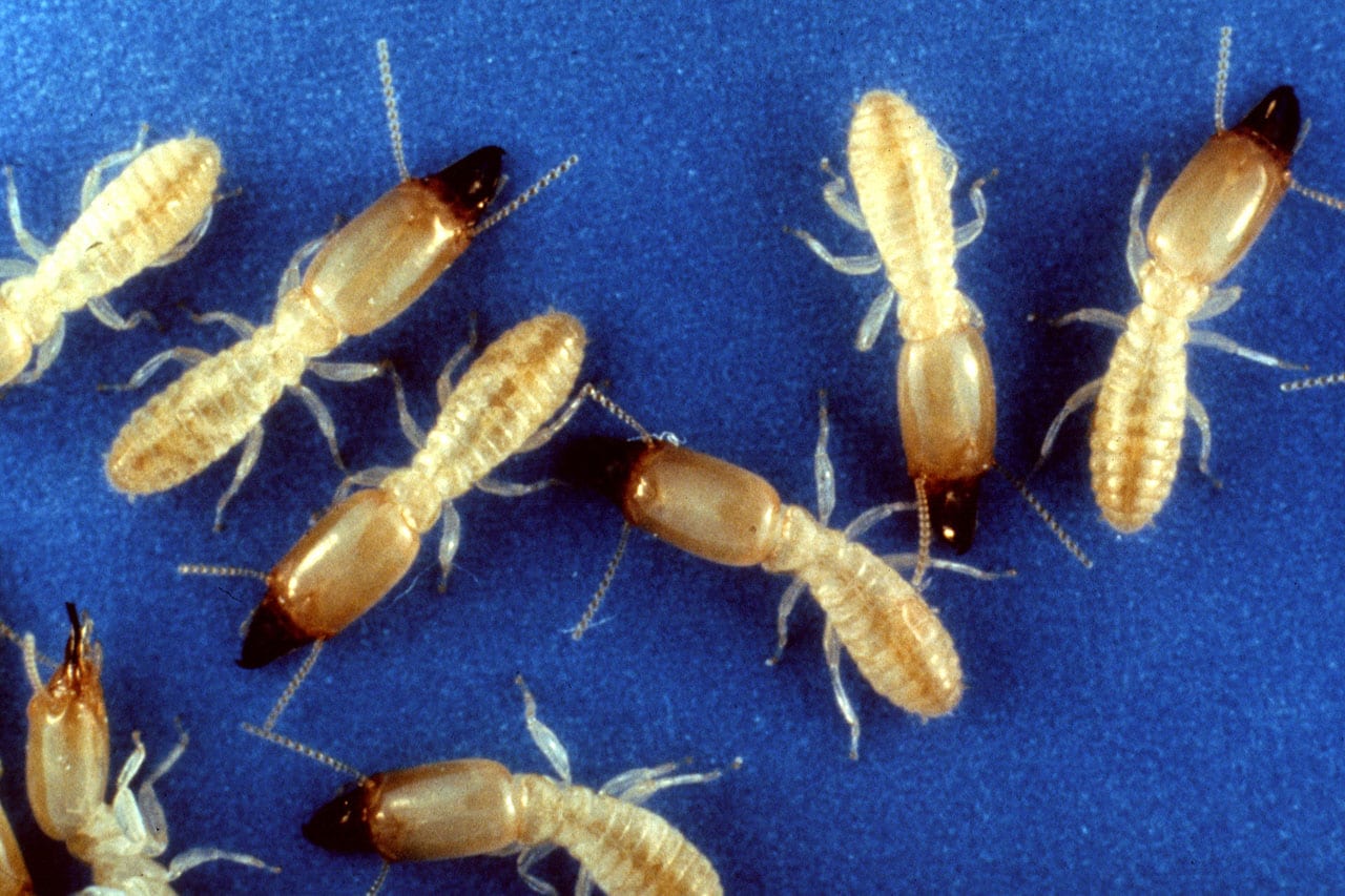 Many termites on a blue surface.