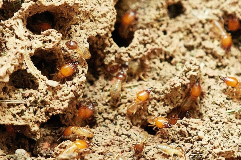 Termite