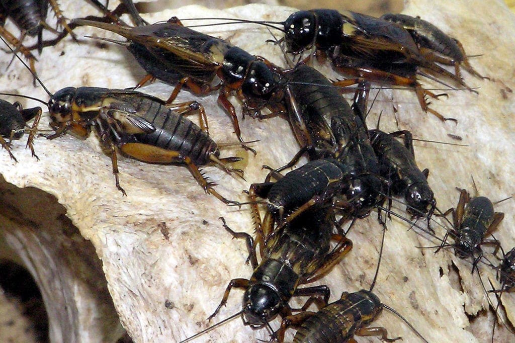 Many crickets on a piece of wood.