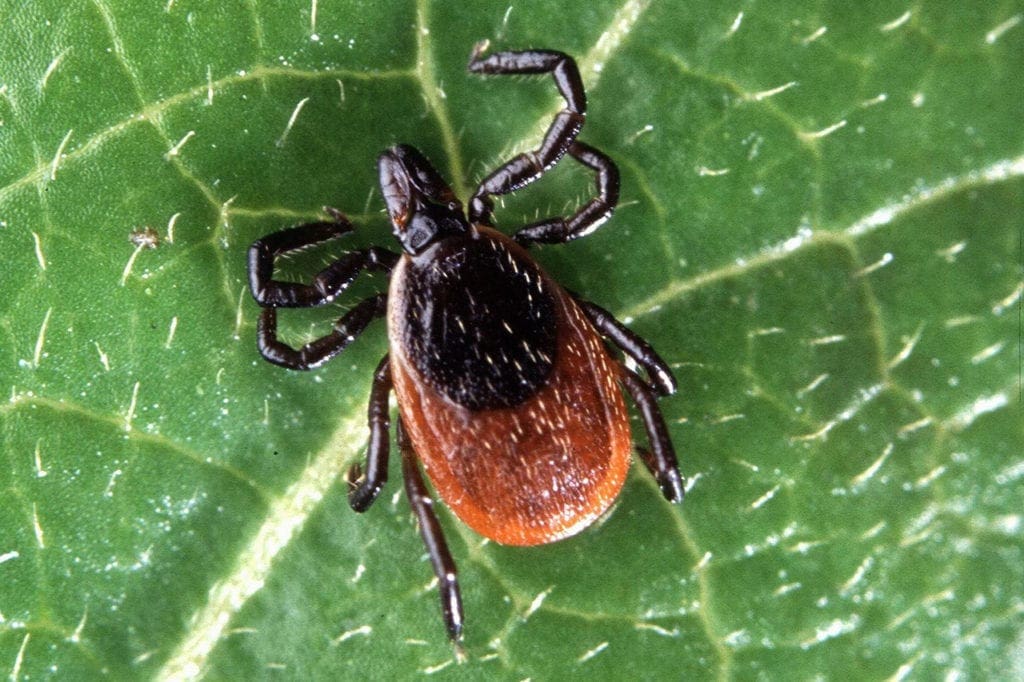 Tick on a leaf.