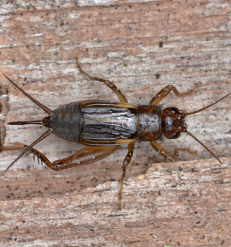 Cricket on a wooden surface.