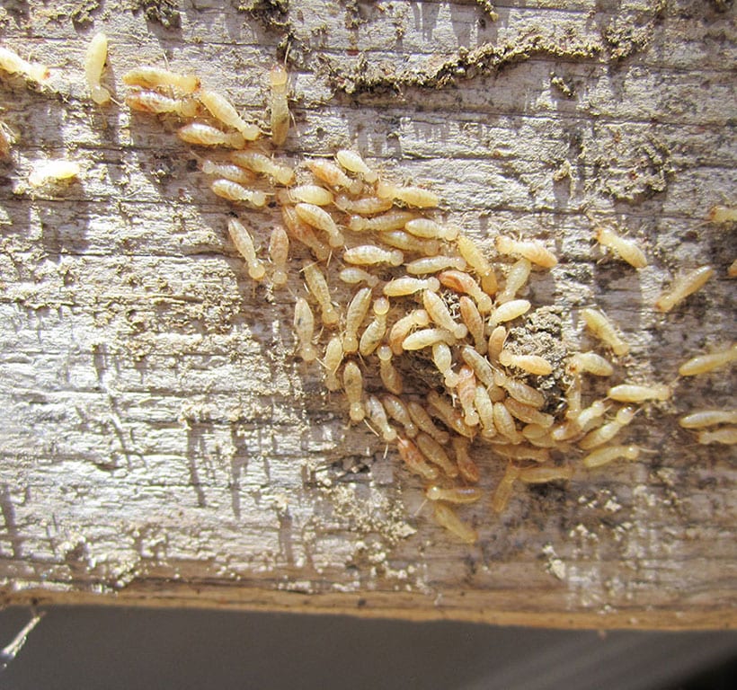 Many termites on a piece of white wood.