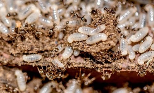 Termite larvae in the dirt.