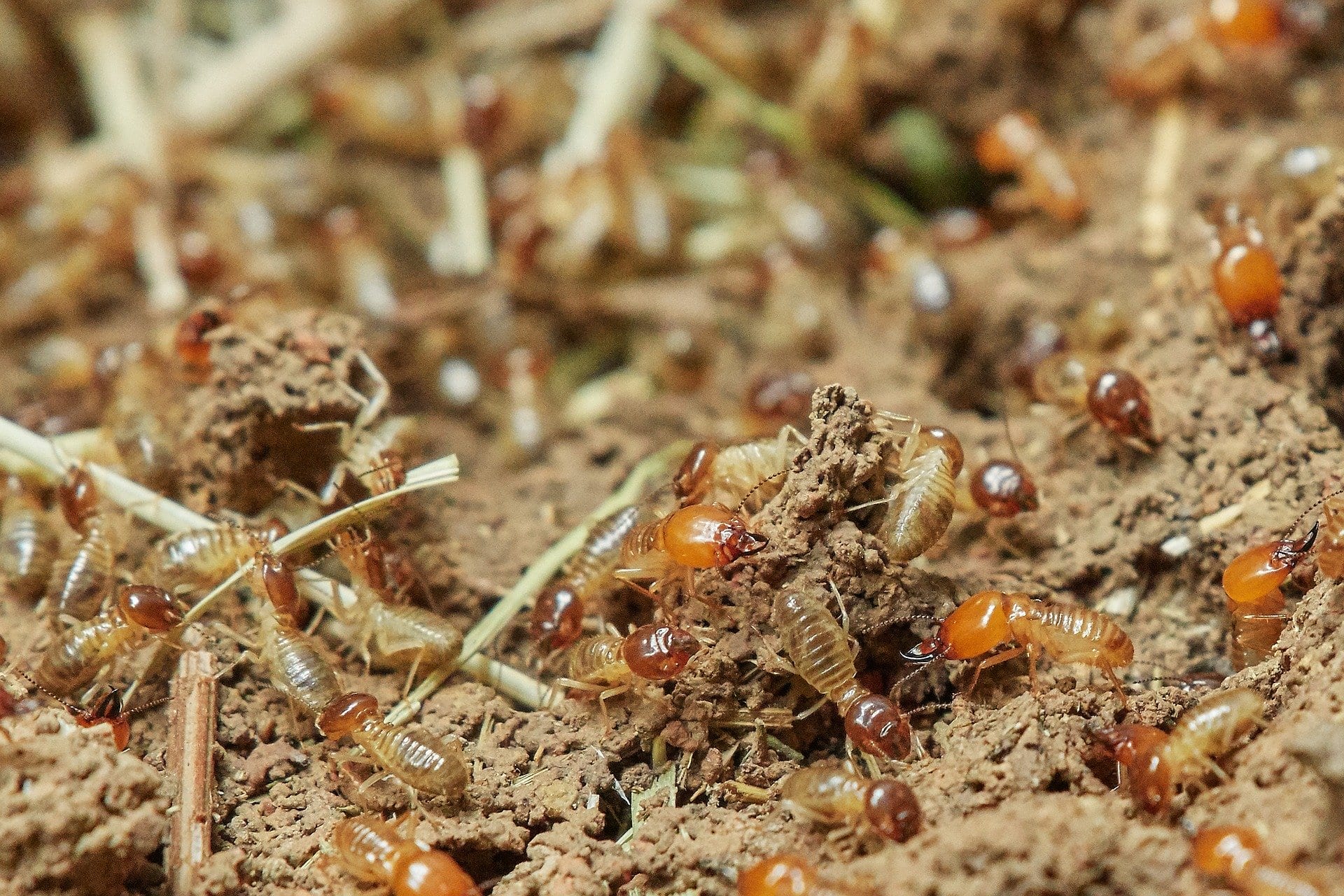 Termite Colony