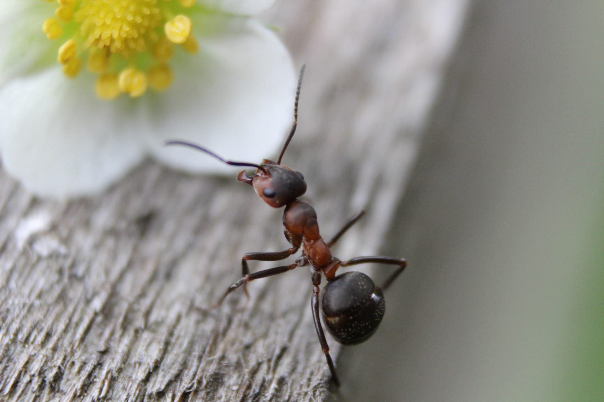 Ant on a flower