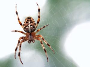 spider argiope