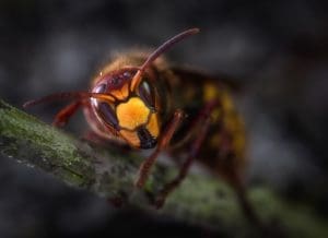 hornet