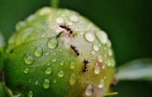 Ants on the peony