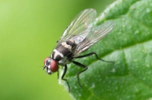 fly on the leaf