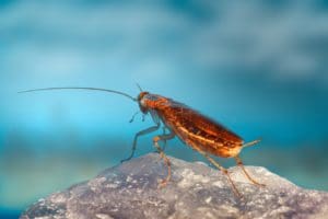 cockroach on the stone