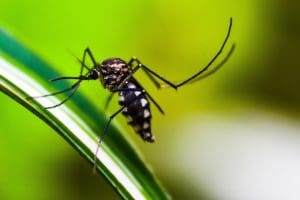 mosquito on the leaf