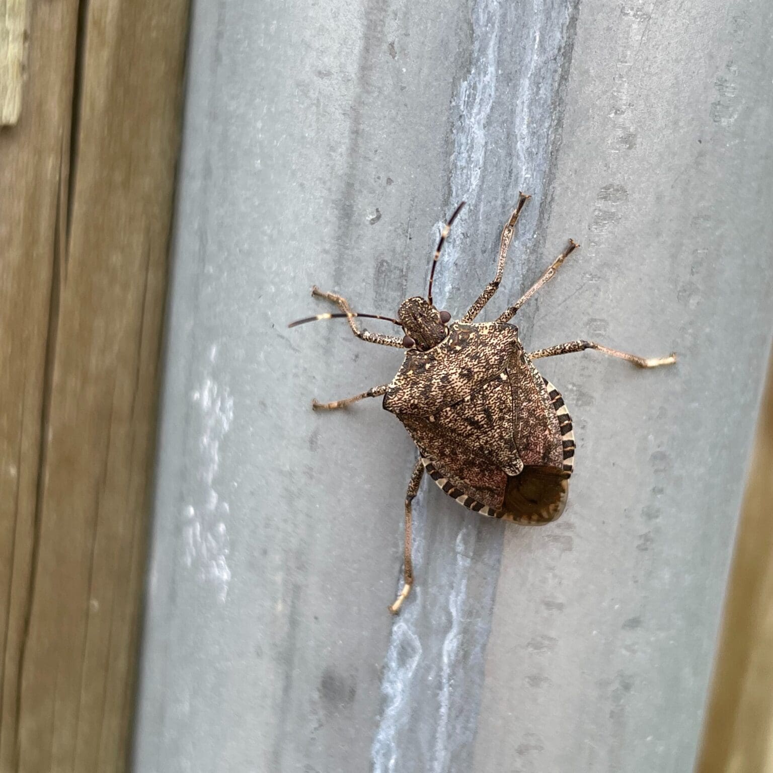 Kissing Bug VS Stink Bug: What’s The Difference? | Twin Boro