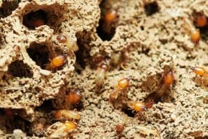 Termites in natural environment