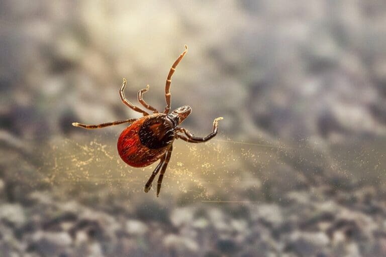 Tick in natural environment