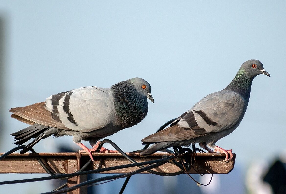 2 pigeons