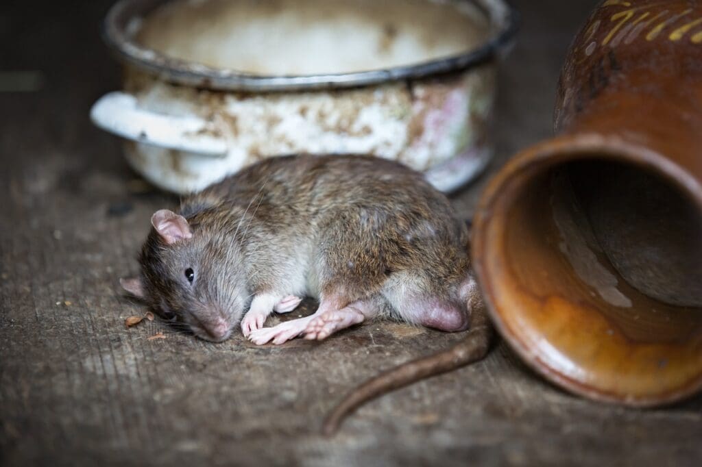 rat lying down