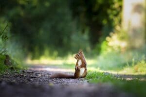 squirrel on the road