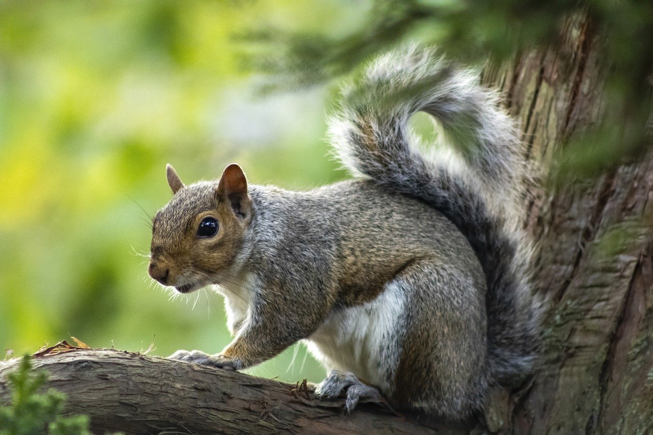 squirrel on the tree