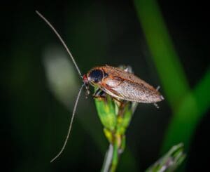 cockroach in the nature