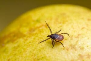 tick on the fruit